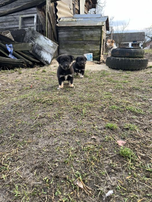 Віддамо в добрі руки цуценят