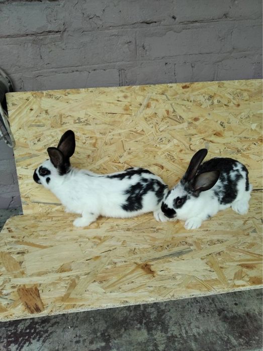 Кролики живі та тушки