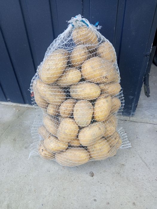 Ziemniaki Jadalne Ignacy