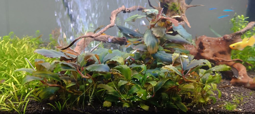 Bucephalandra Shine Blue, przepiękna, kwitnąca, zdrowa