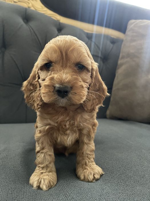 Samiec Cockapoo do odbioru