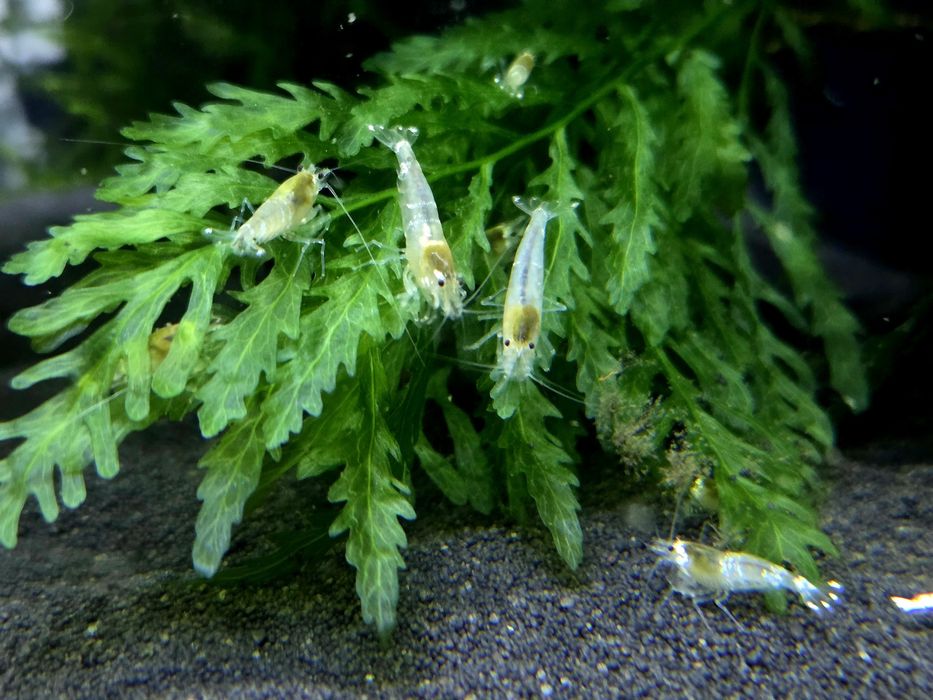 Krewetka caridina white bee/ ghost
