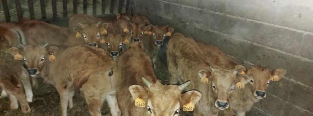 Vitelos e vacas barrosãs