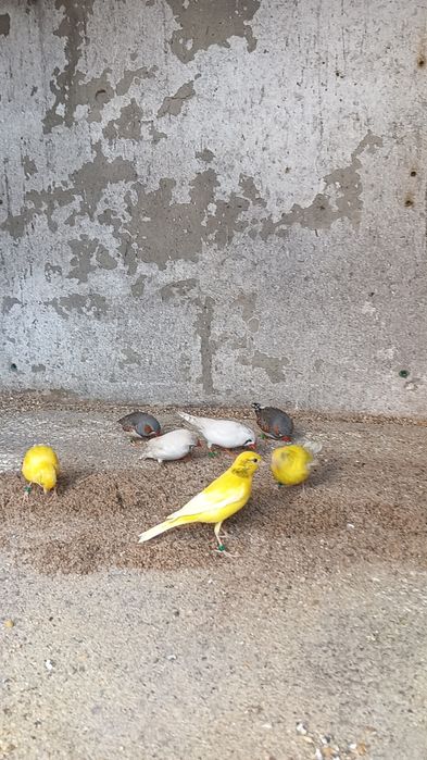 Disponível mandarins