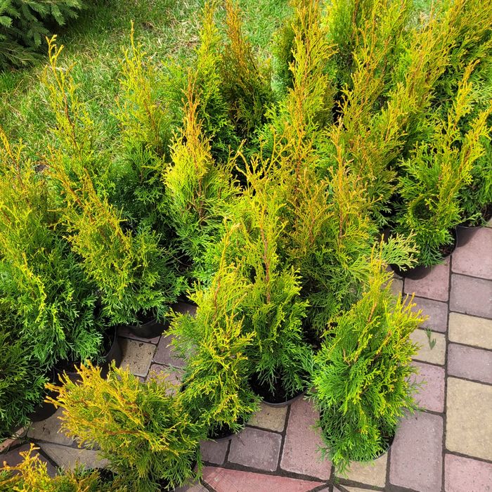 Туя Смарагд 50-60см