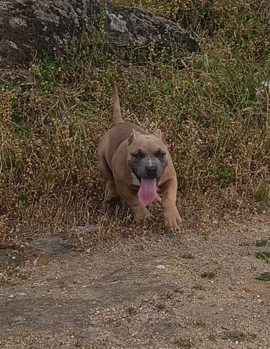 American bully pocket