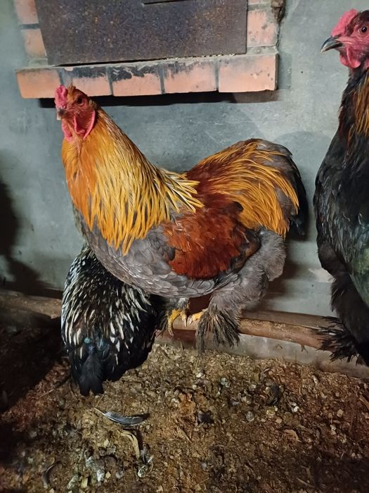 Brahma perdiz azul macho