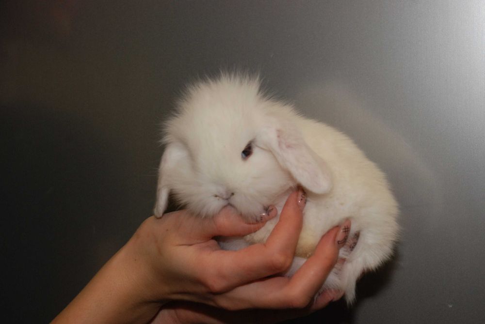 Карликові кроленята, кролик висловухий баранчик. Ручні кролики