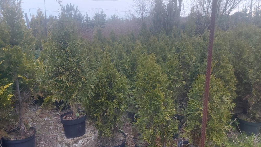Thuja tuja żywotnik szmaragd 40-70 cm gęsta