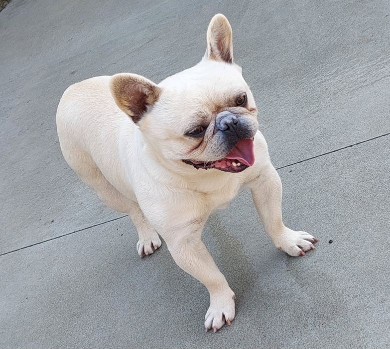 Bulldog francês para acasalamento