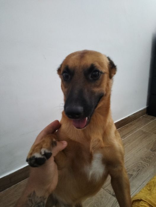 Doação de cão de caça