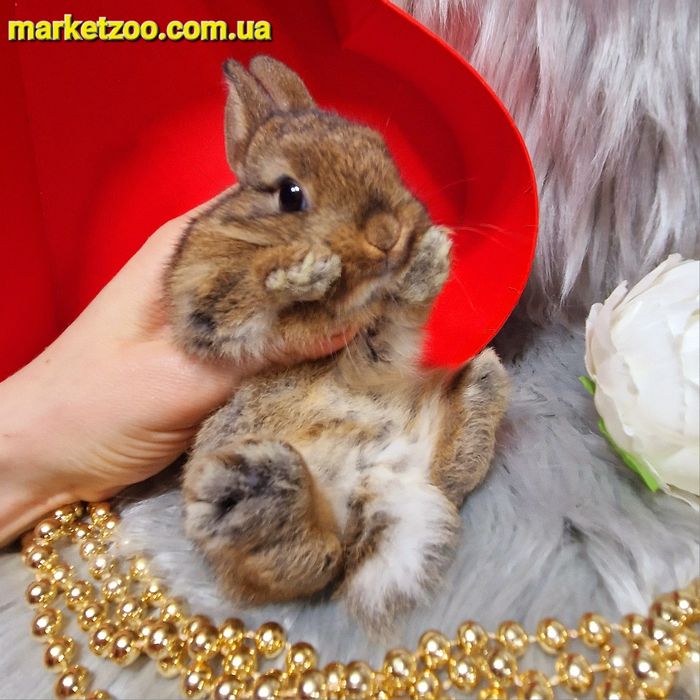 Голландський міні кролик окрас золотий агуті