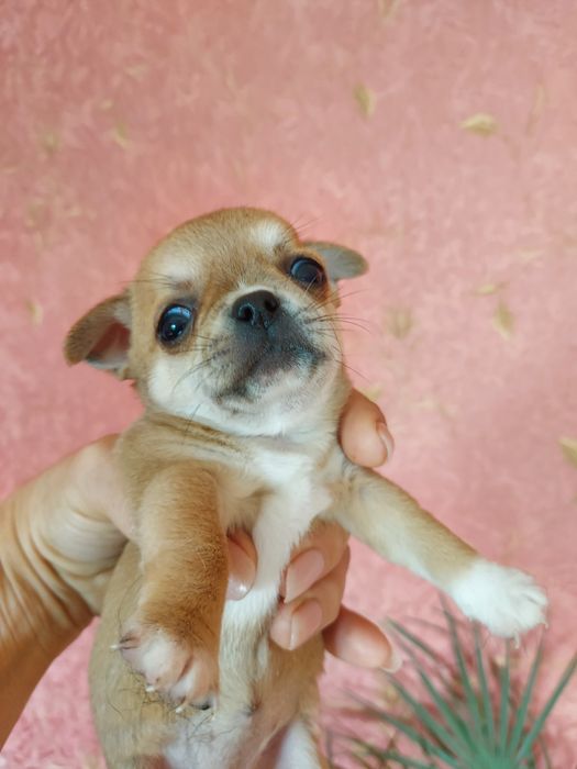 Дівчинка-намистинка