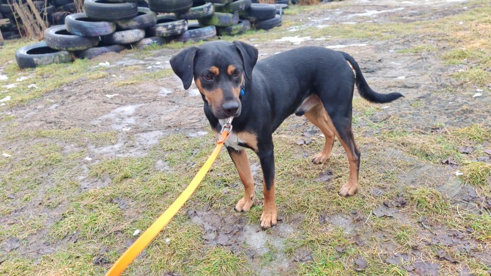 Czyja zguba? Sandomierz