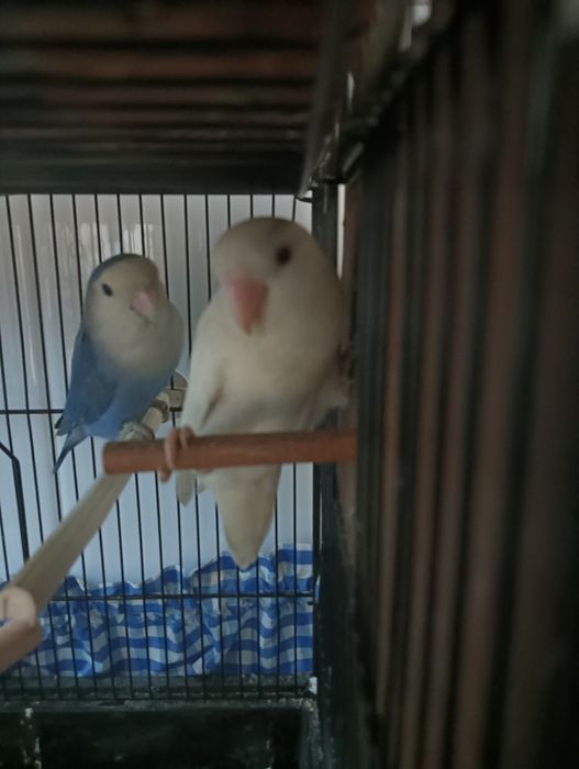 Casal de roseicollis reprodutor