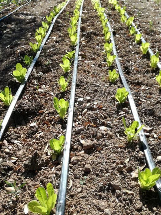 Автоматичний полив, крапельний полив, зрошування