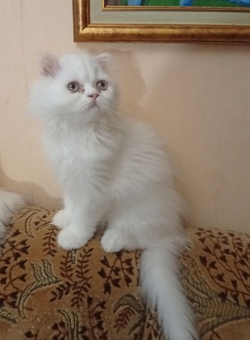 Білі кошенята, є хлопчики і дівчатка