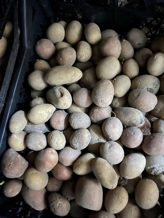 Продам смачну картоплю