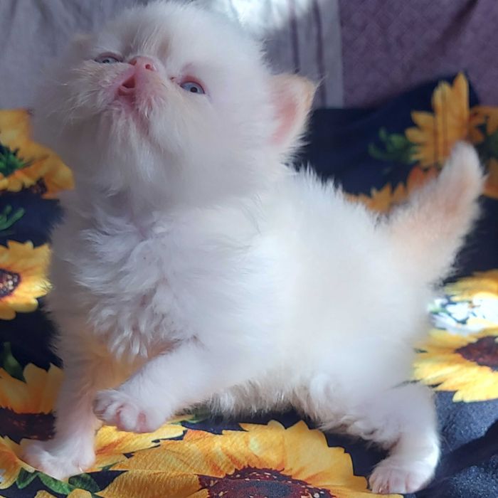 Персидские котята