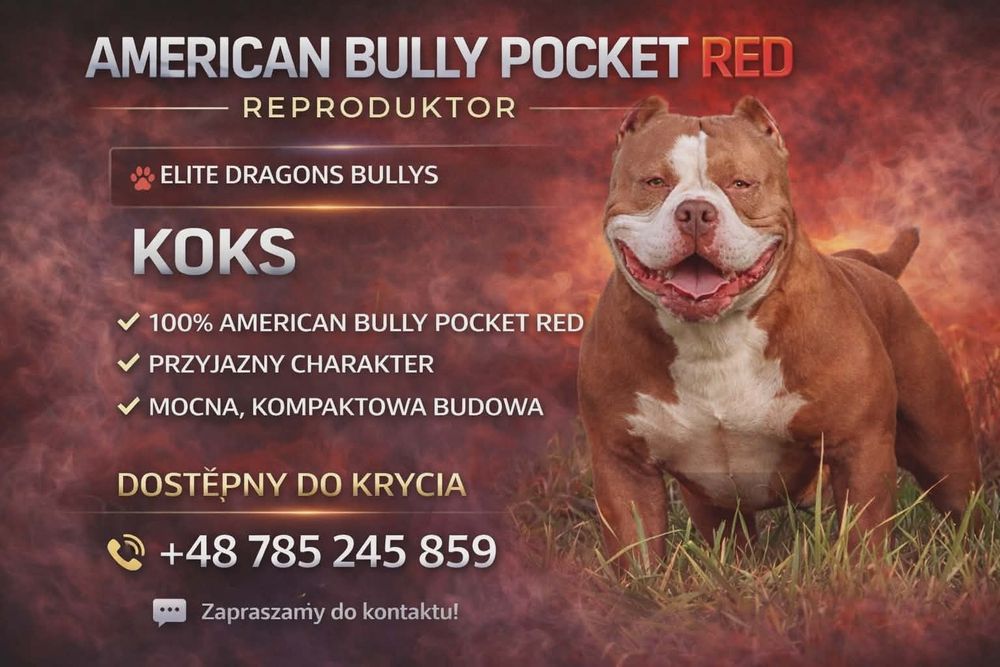 American Bully Pocket
