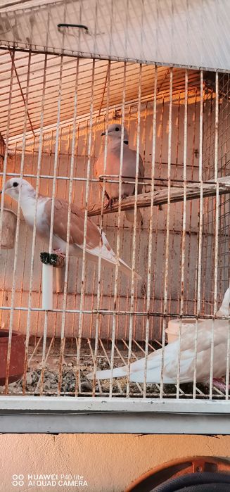 Vendo rolas de vários cores