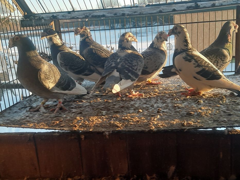 Gołębie staropolskie