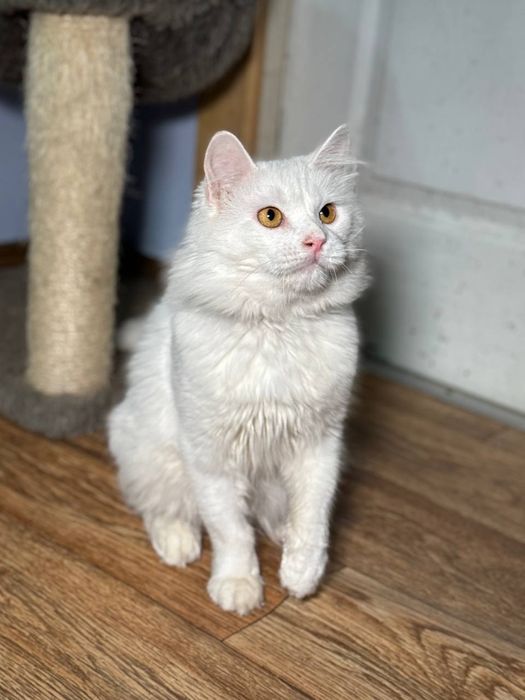 Красивый белый пушистый кот в надёжные руки