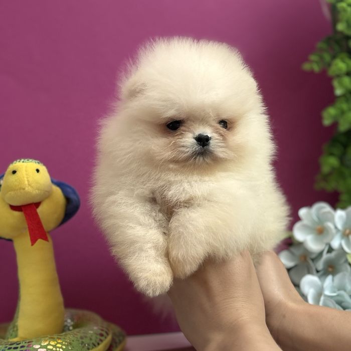 ляльковий Ведмедик шоу классу