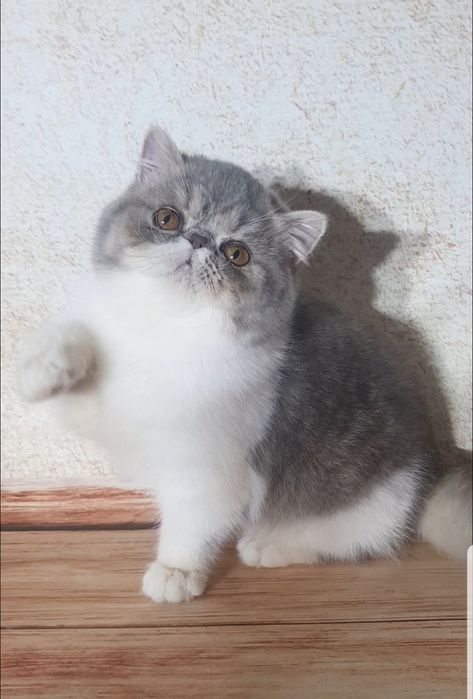 Экзотическая кошечка