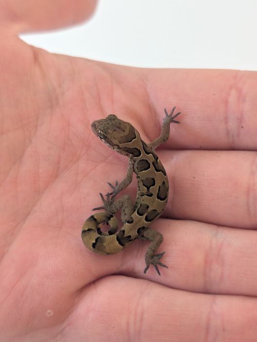 Gekon palczasty indyjski - Cyrtodactylus nebulosus, cb25 samce