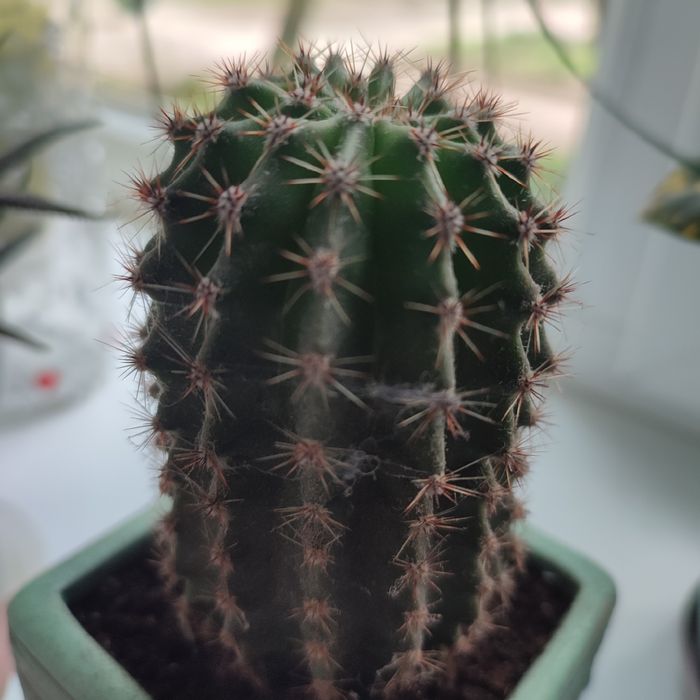 Цветок комнатный Кактус