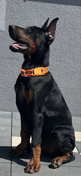 Suczka szczeniaczek doberman