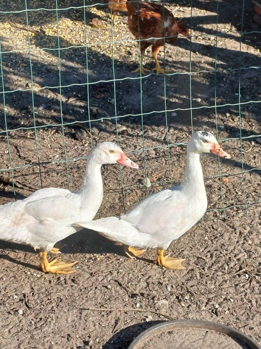 Patos/as para venda