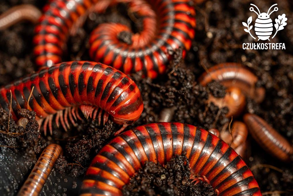 Wij Krocionóg Centrobolus Centrobolus fulgidus
