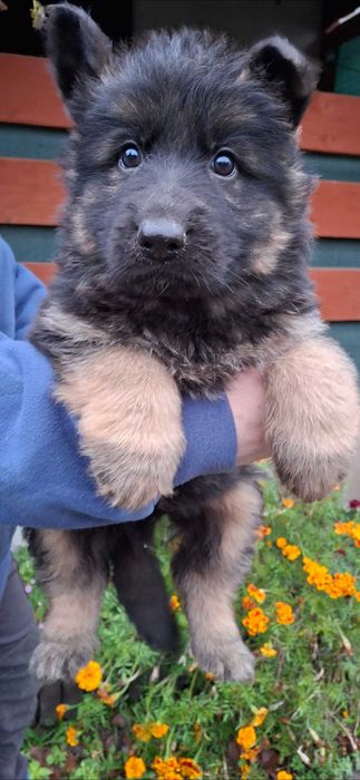 Owczarki niemieckie długowłose  szczenię rezerwacja