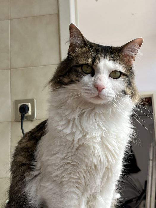 Doam-se 2 gatinhos irmãos