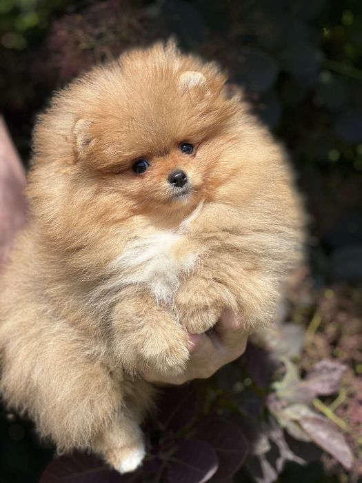 Pomeranian piesek