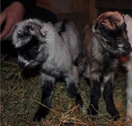 Козенята ламанча.