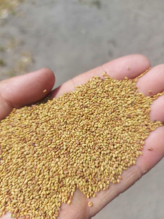 lucerna lucerka siedmiolatka zbiór 2025 WYSYLKA