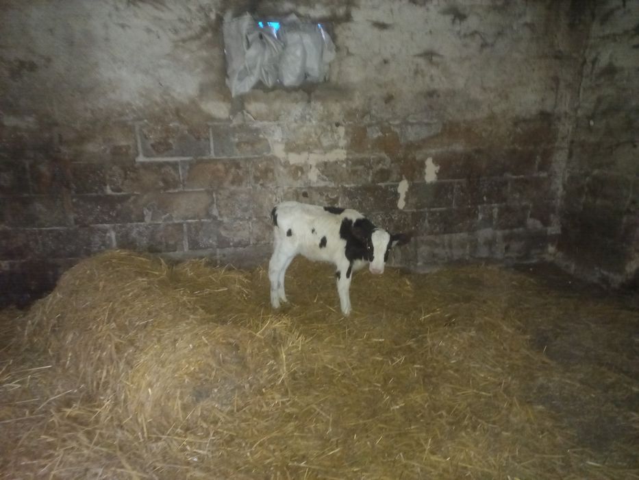 Sprzedam  cielalki 8 sztuk