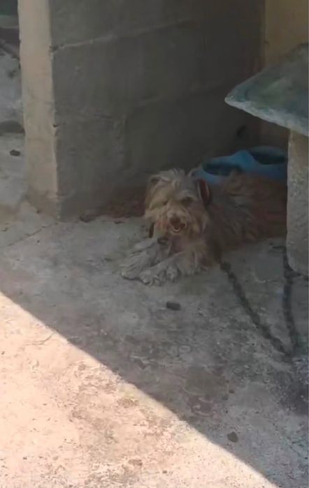 Cloro para adoção responsável