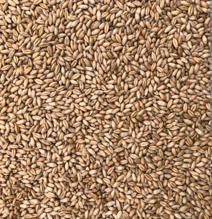 Na sprzedaż pszenżyto / 80 zł