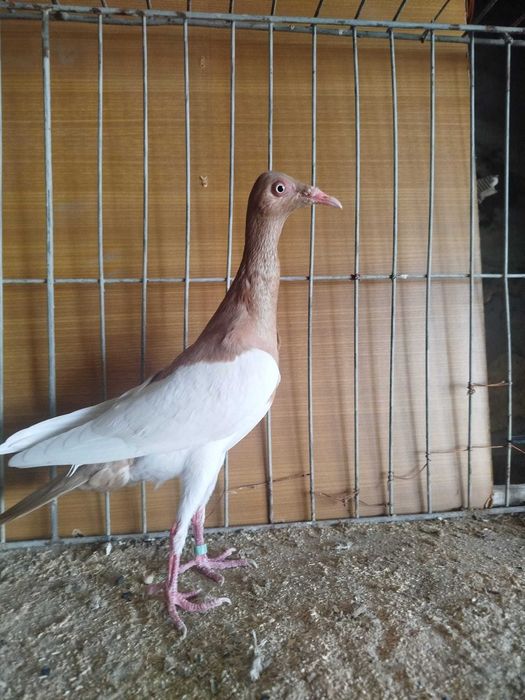 Gołąb ozdobny Sroka Łowicka samiec samczyk