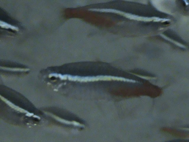 Neon Innesa oraz czerwony