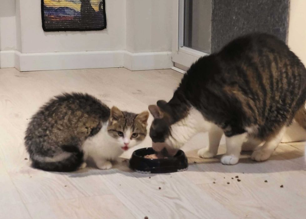 Malutka kotka Landrynka szuka domku