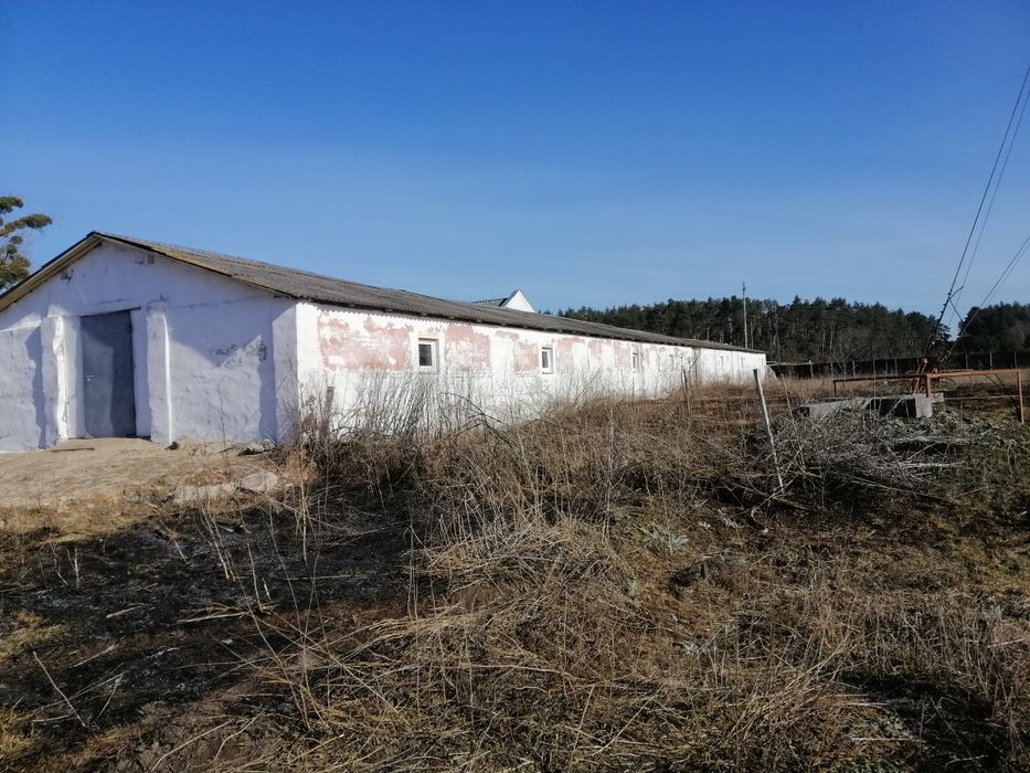 Продам діючий бізнес -свиноферму.