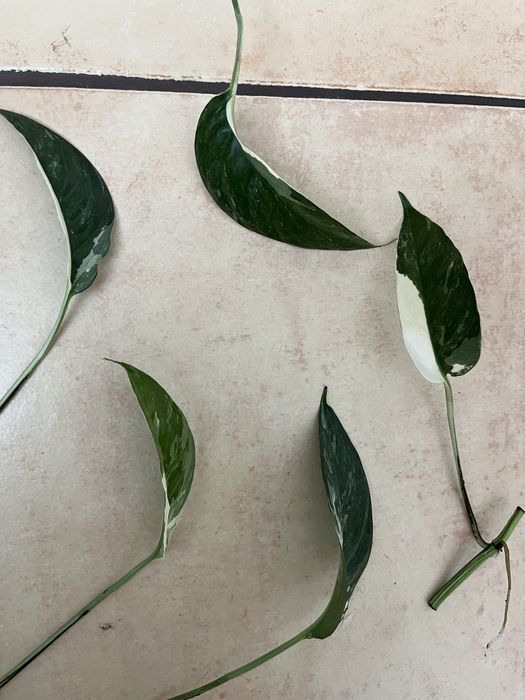 epipremnum pinnatum variegata okaz kolekcjonerski