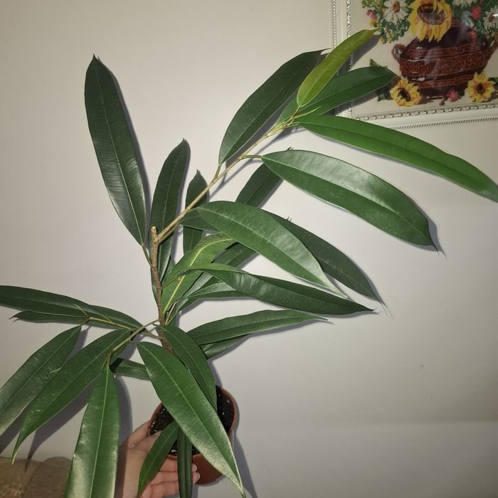 Фікуси різних сортів, лавр кімнатний