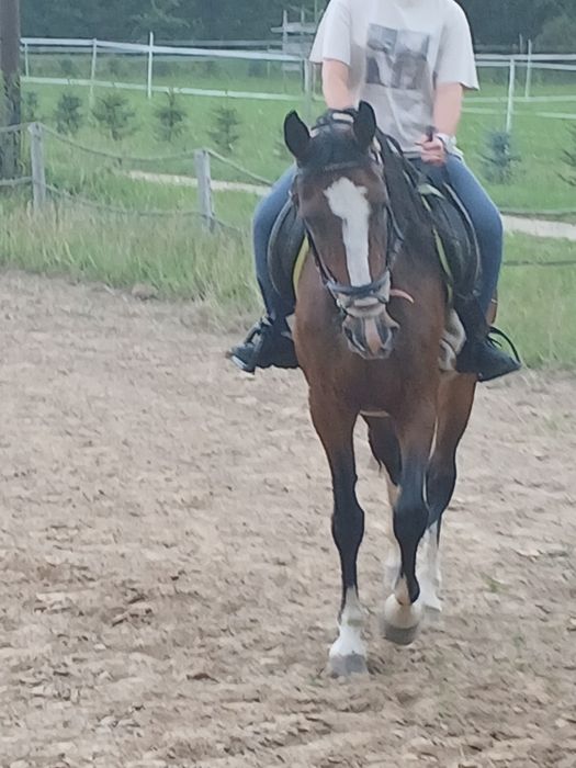 Klacz kłusak super konik