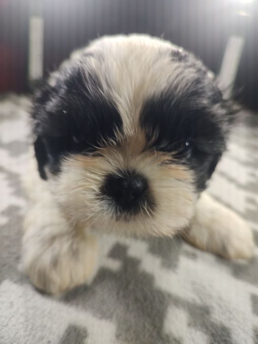 Shih tzu Tri-color  chłopczyk.